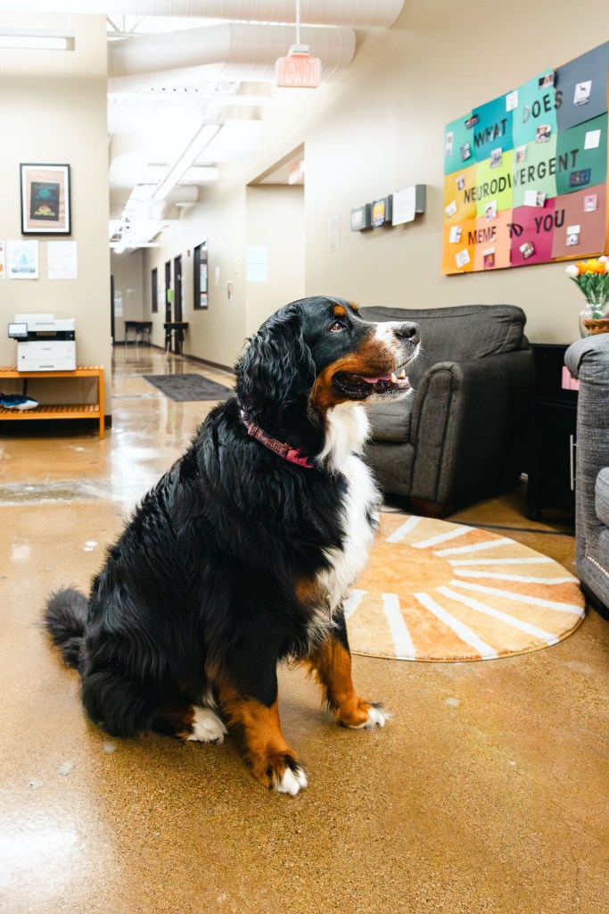 School support dog sitting in a NewHope Academy student lounge and hallway area