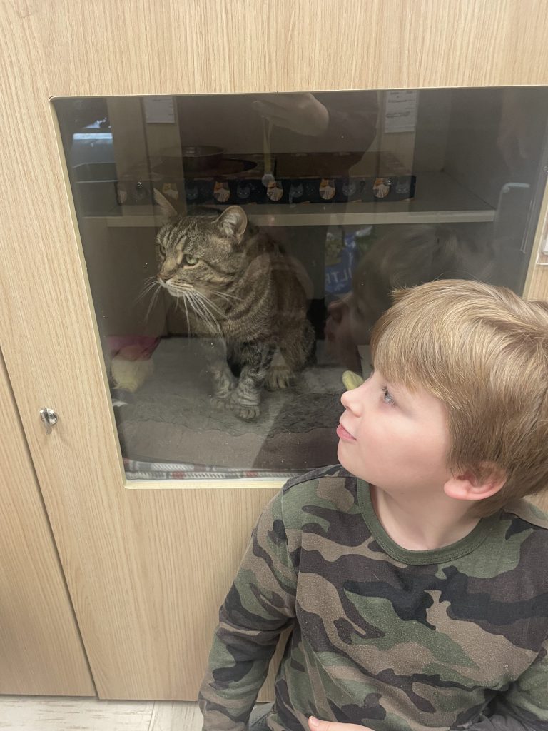 Student looks at cat during the High Road School kindness project