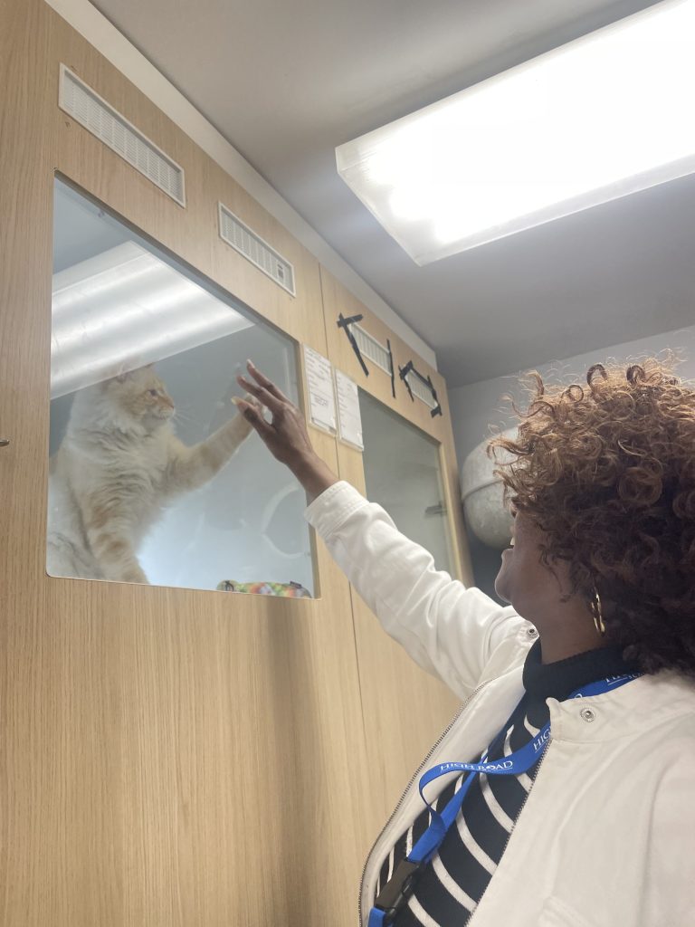 staff plays with cat during the High Road School kindness project