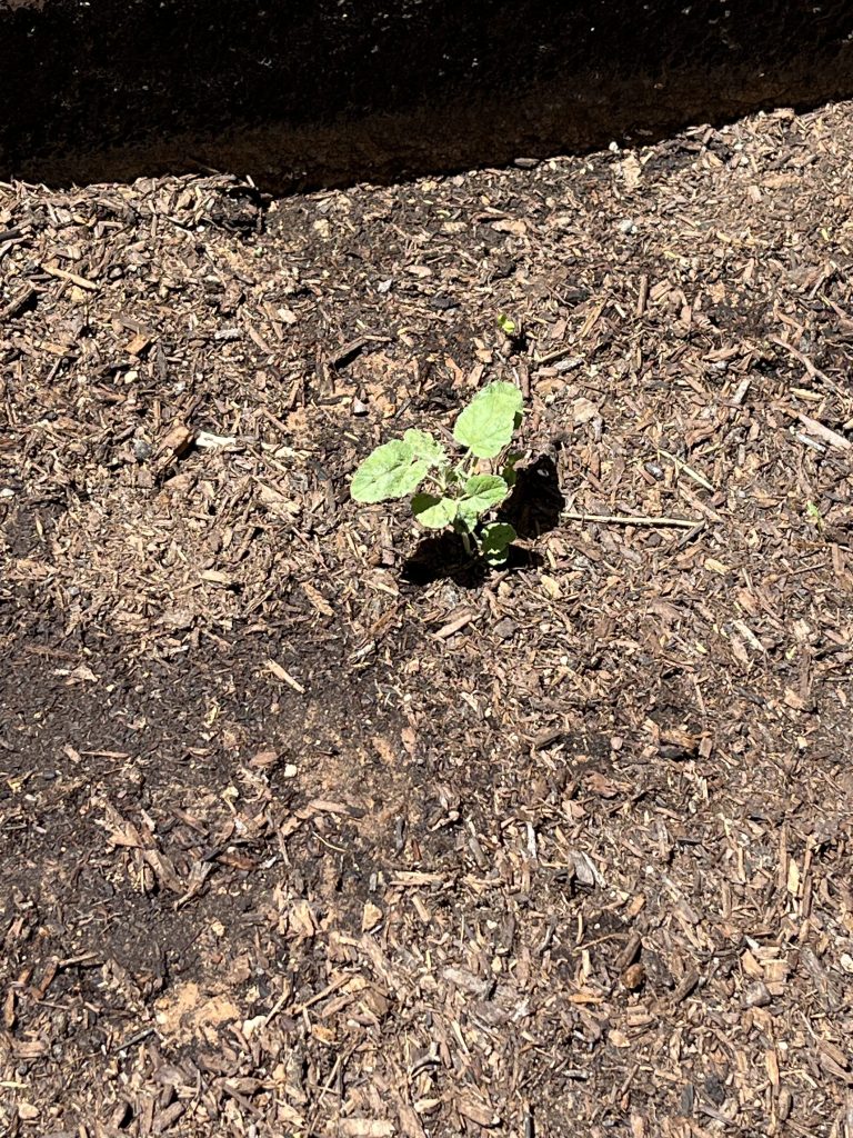 Small green plant sprouting from the soil outdoors during spring activities at Sierra School of Scottsdale.