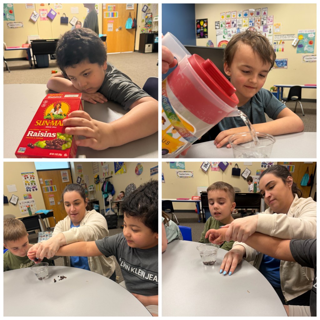 Collage showing students and staff creating a dancing raisins experiment using water and raisins in cups.
