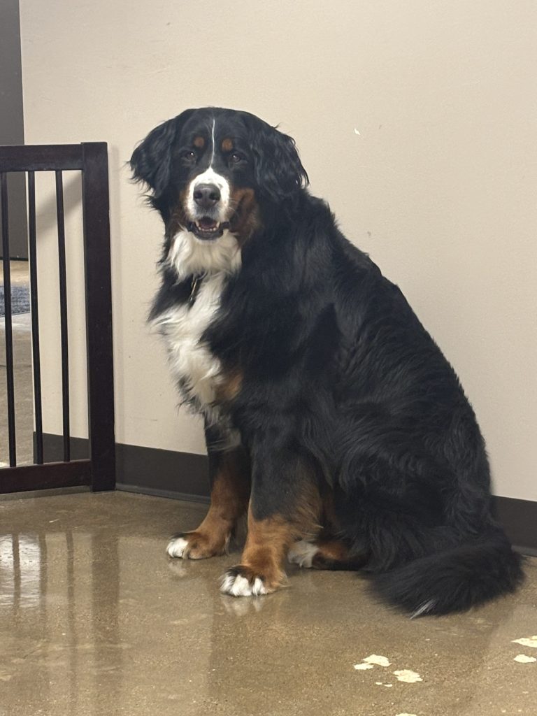 Bernese Mountain Dog therapy dog sitting calmly inside New Hope Academy