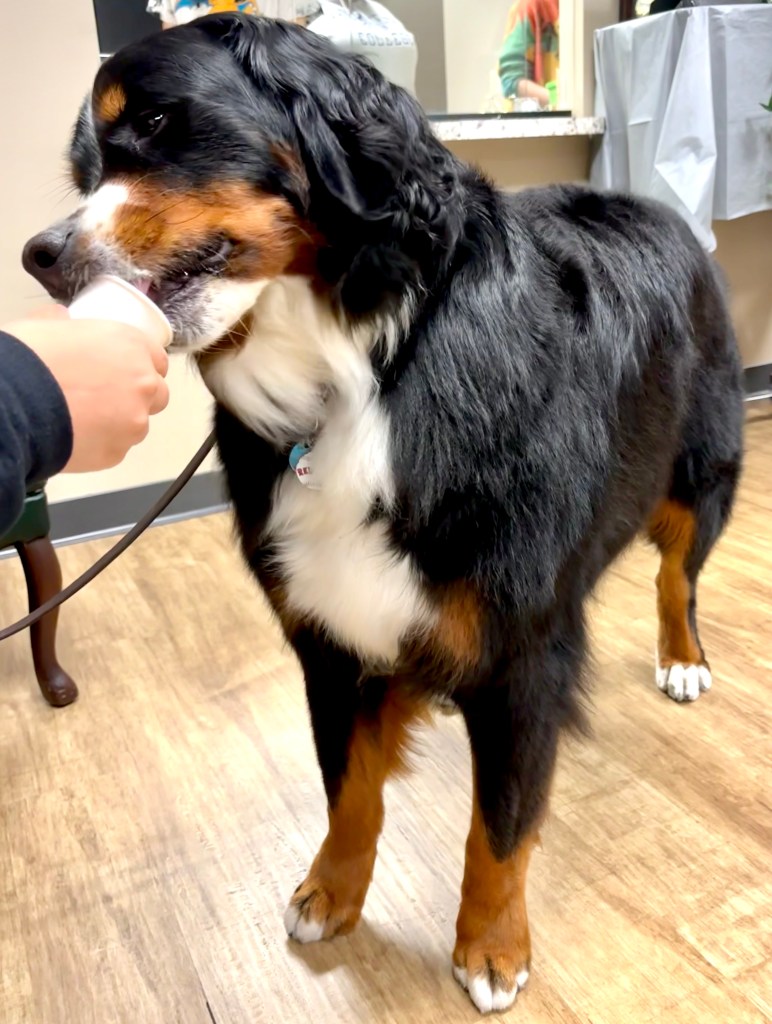 Therapy dog Fenway interacting with a student during a school visit