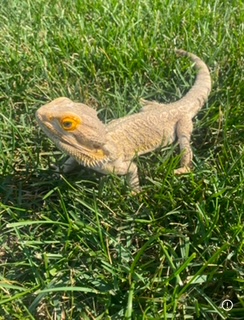 Young bearded dragon walking through grass outdoors