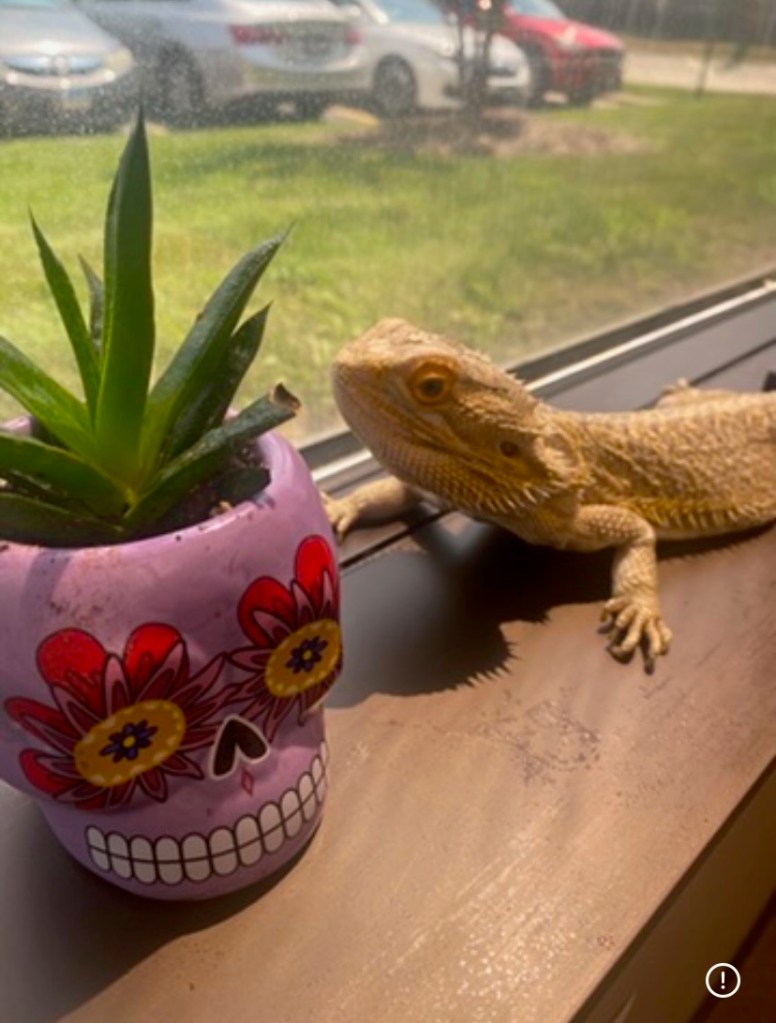 Bearded dragon therapy animal Niles resting near a colorful plant by the window