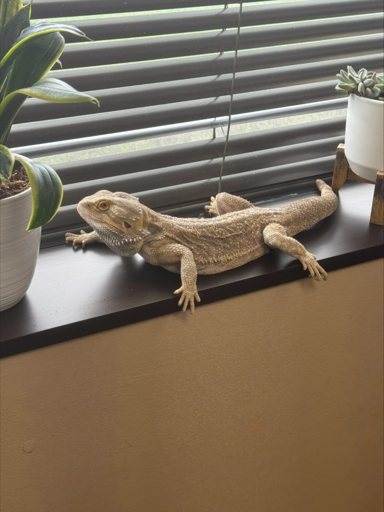 therapy animal Bearded dragon relaxing on a windowsill inside New Hope Academy