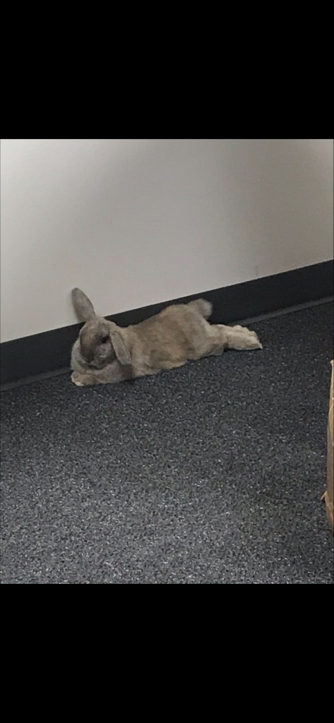 Therapy bunny Emmy resting calmly on the floor during a regulation break