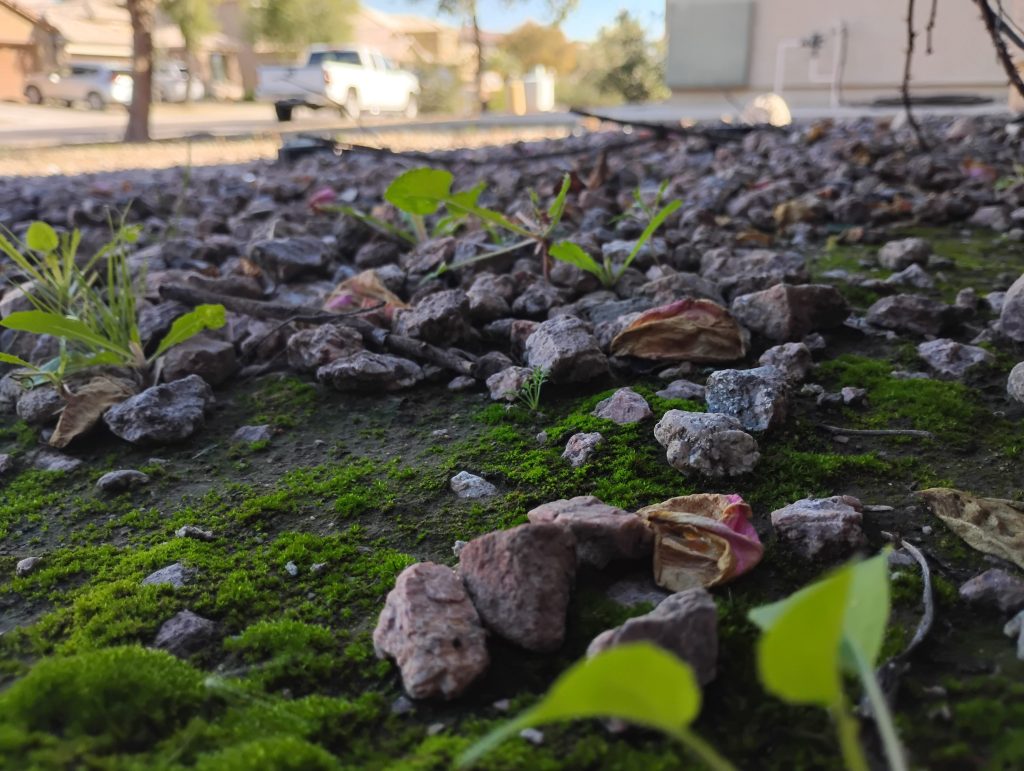 Close-up view of rocks and green plants with a residential street visible in the background.