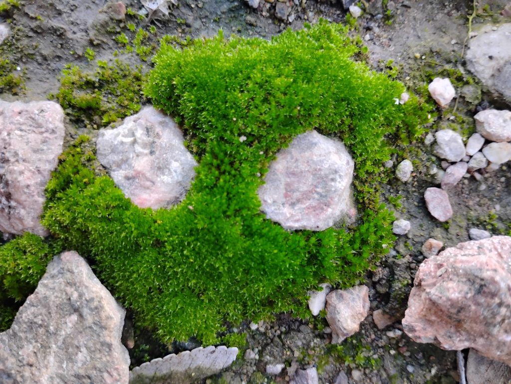 Green plant growth surrounded by rocks along the ground outdoors.