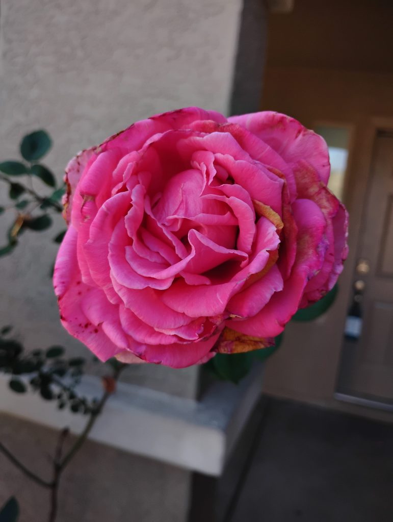 Bright pink rose blooming in front of a residential home.