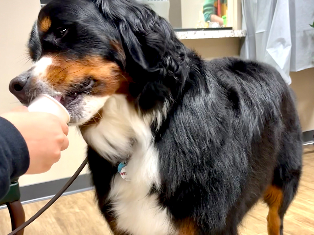 Bernese Mountain Dog therapy dog sitting calmly inside New Hope Academy