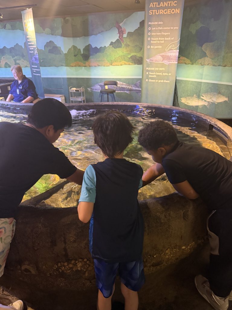 High Road School students reach into an Atlantic sturgeon touch tank while exploring the Maritime Aquarium.