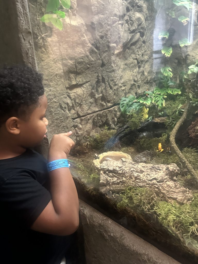 High Road School student points toward an animal inside a natural habitat exhibit at the Maritime Aquarium.
