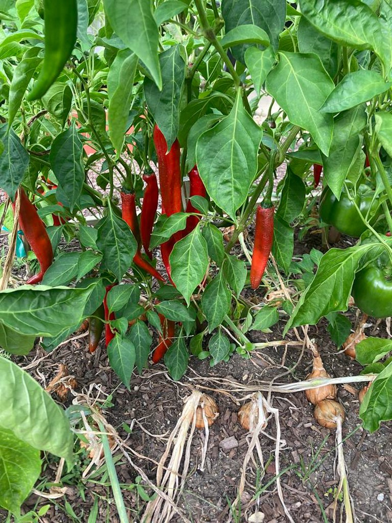 Pimientos rojos y verdes que crecen en el huerto de los alumnos de la NewHope Academy