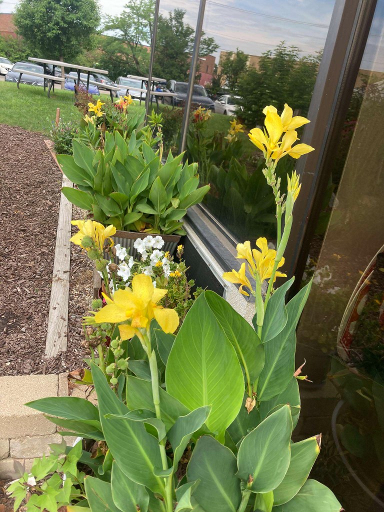 Flores amarillas que florecen en el jardín de la Academia NewHope