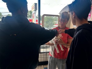 Los alumnos de la High Road School del condado de Fairfield interactúan con un gato blanco que alguien sostiene en brazos durante un evento de adopción de mascotas celebrado en Petco.