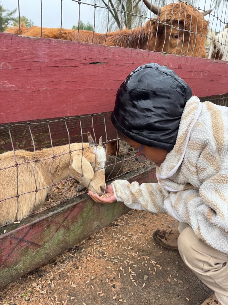 Un alumno de la High Road School del condado de Fairfield se agacha para dar de comer a una cabra a través de una valla durante una actividad interactiva con animales en la granja Silverman's Farm.