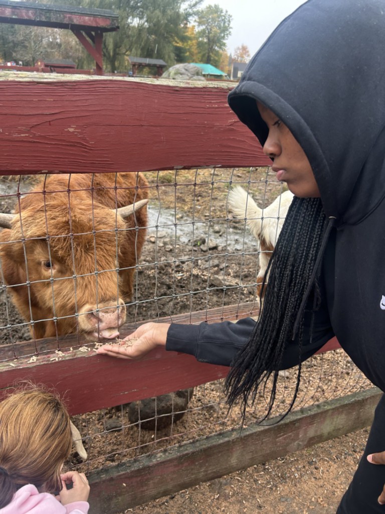 Un alumno de la High Road School del condado de Fairfield le da de comer a una vaca de la raza Highland a través de una valla durante una actividad de contacto con animales de granja.