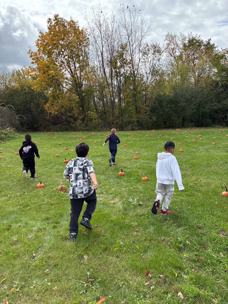 Four High Road School of Hoffman Estates students walk and run through a grassy field filled with pumpkins during Fall Fest.