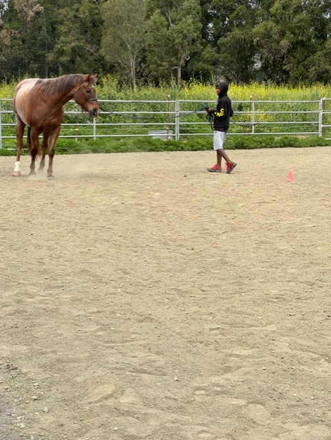 Students at Spirit Horse Ranch caring for a horse - Photo 1