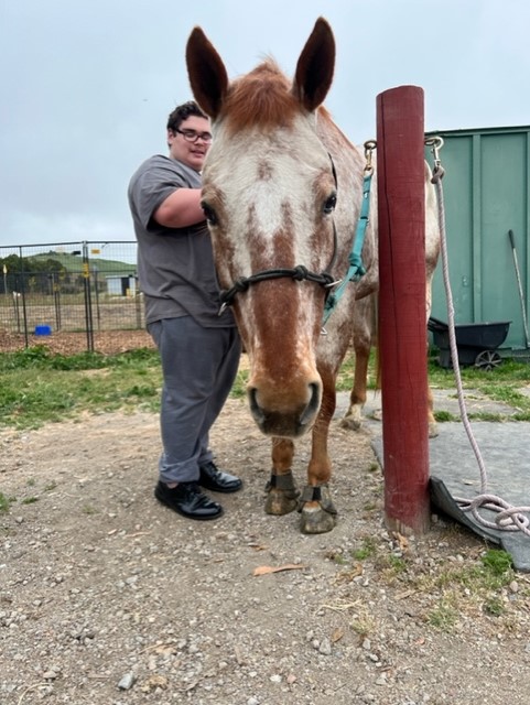 Students at Spirit Horse Ranch caring for a horse - Photo 3
