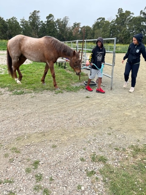Students at Spirit Horse Ranch caring for a horse - Photo 4